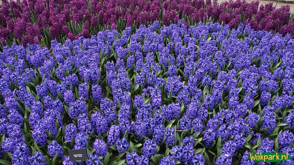 Keukenhof Lisse