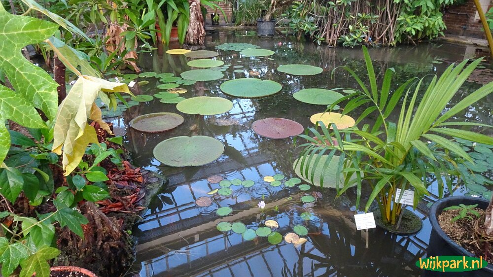 Hortus Botanicus Leiden