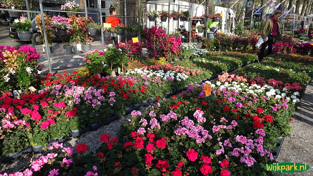 Nationale Geraniummarkt