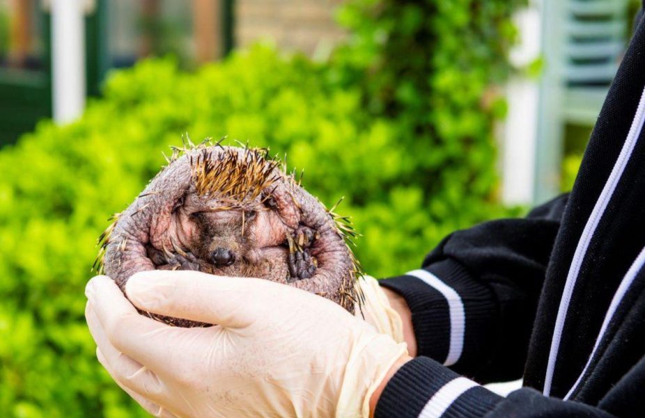 Dierenbescherming egels