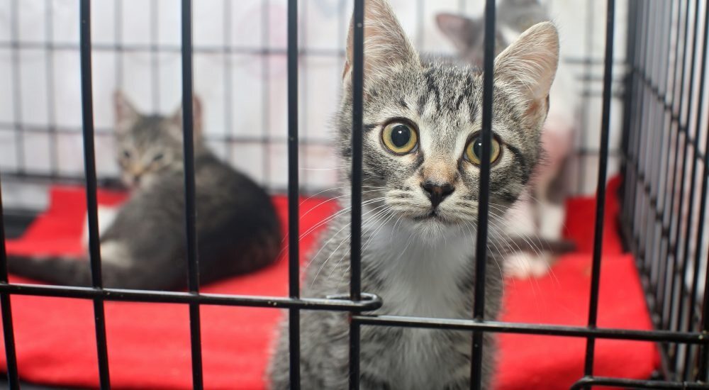 Dierenbescherming kittens in het asiel.