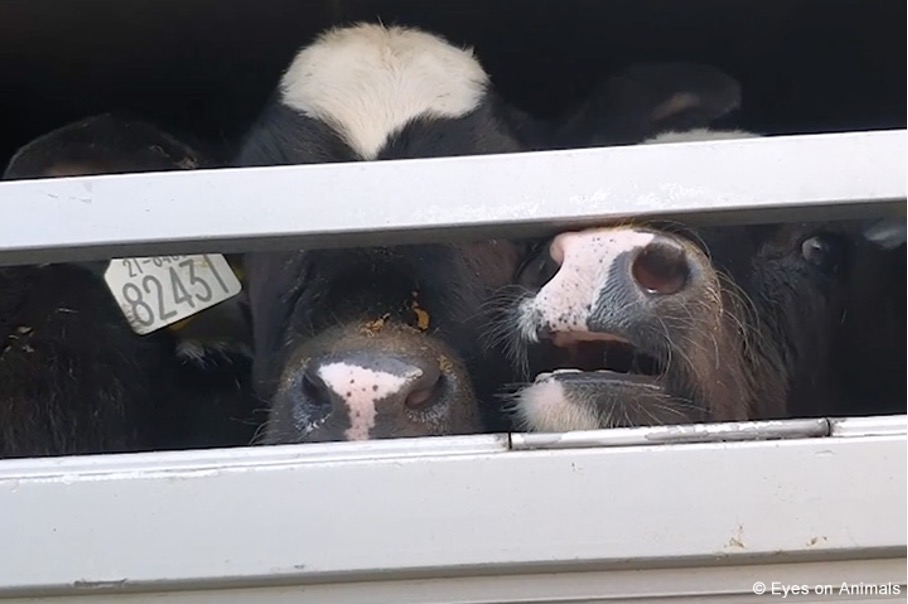 Stop het gesleep met piepjonge kalfjes