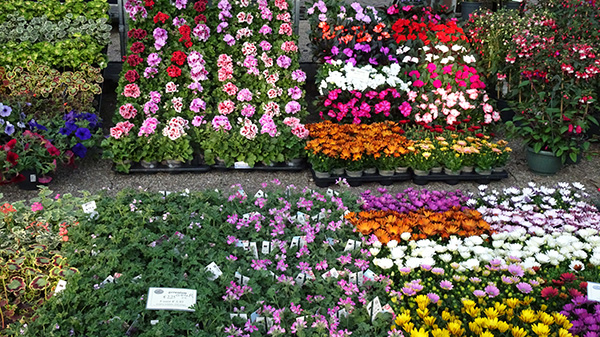 Groei & Bloei Geraniummarkt